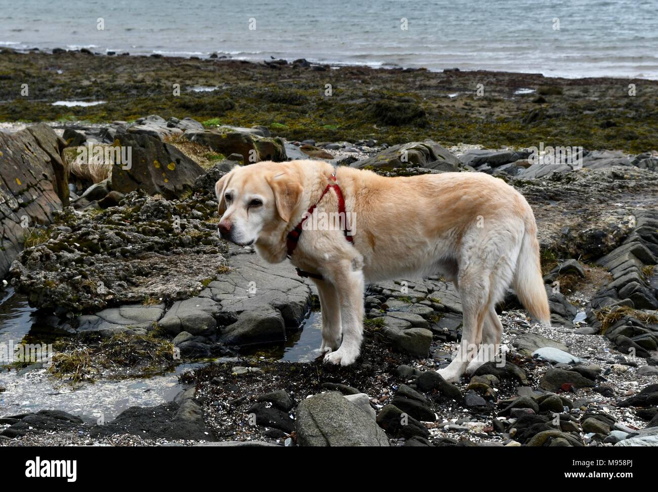 Vecchio labrador retriever sosta sulla spiaggia Inverkip Foto Stock