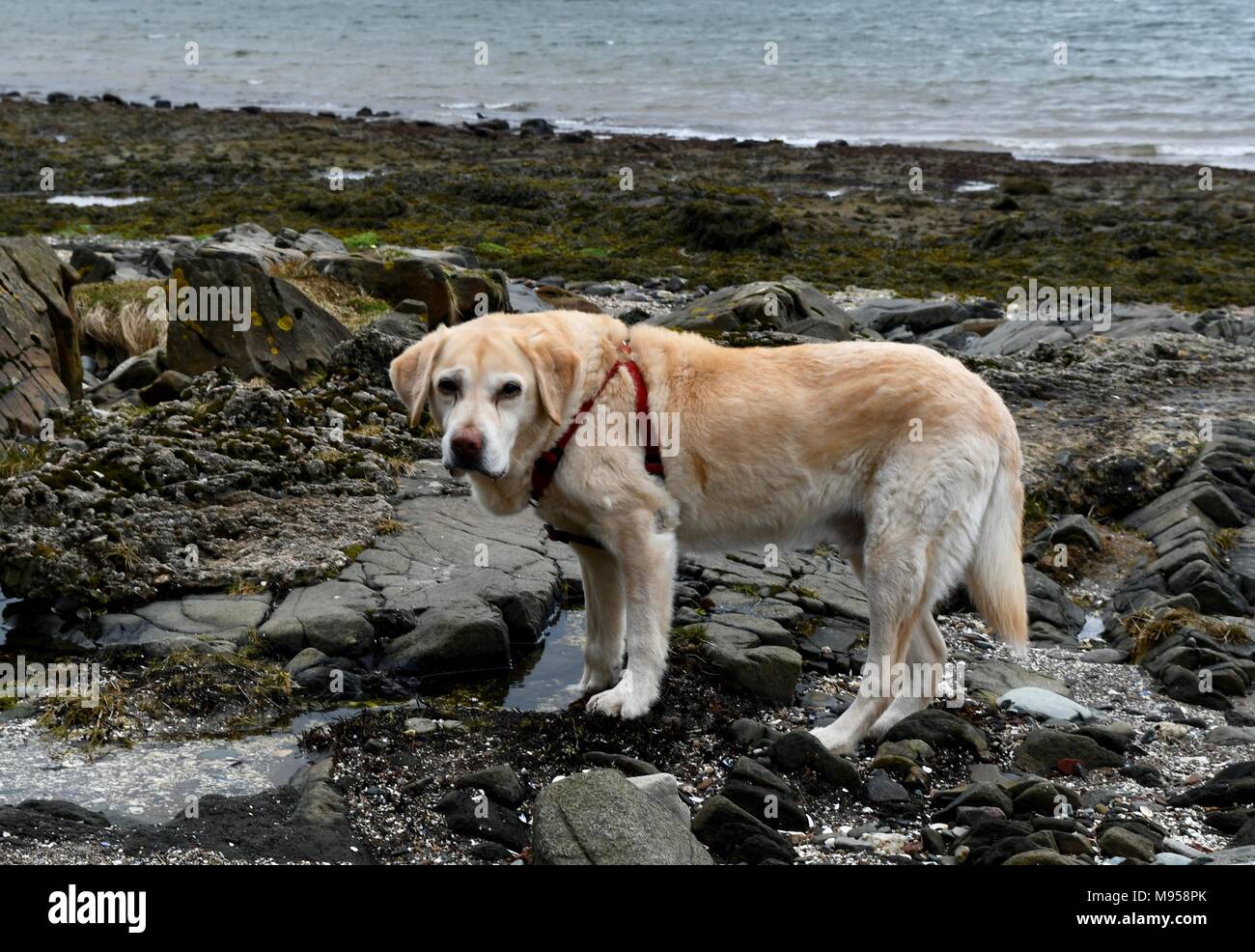 Vecchio labrador retriever sosta sulla spiaggia Inverkip Foto Stock