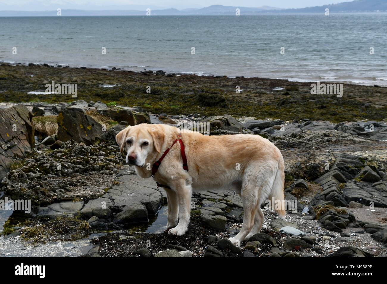Vecchio labrador retriever sosta sulla spiaggia Inverkip Foto Stock