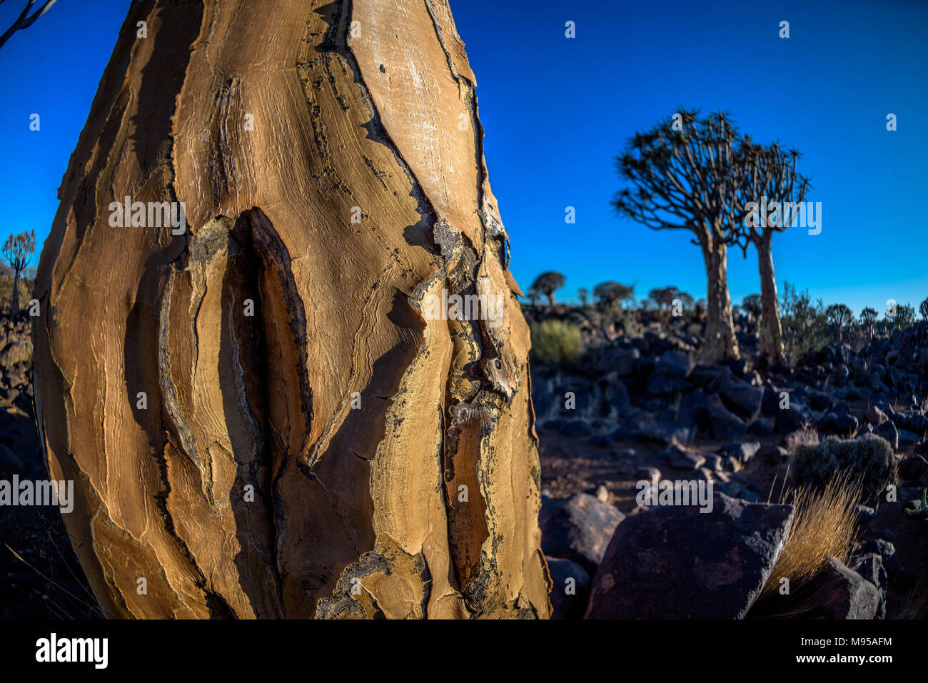 La faretra foresta di alberi vicino a Keetmanshoop, Namibia Foto Stock
