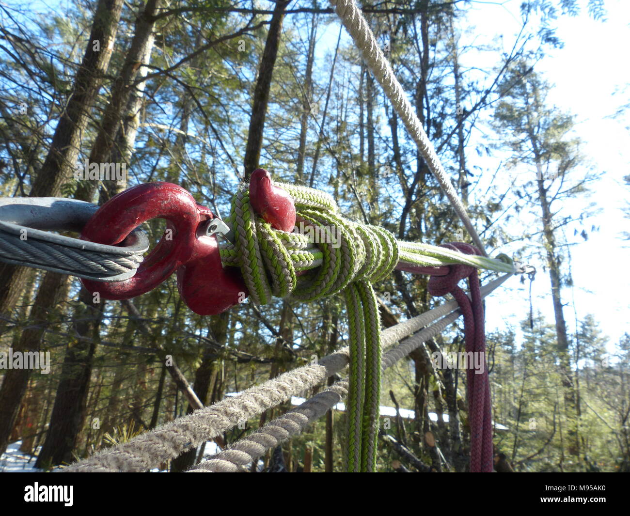 Arrampicarsi sulle funi ancorate ad un albero di quercia sono per impedire questo albero di pino di cadere in un altro modo. Questo particolare è successo ad albero per essere troppo vicino ad un n Foto Stock