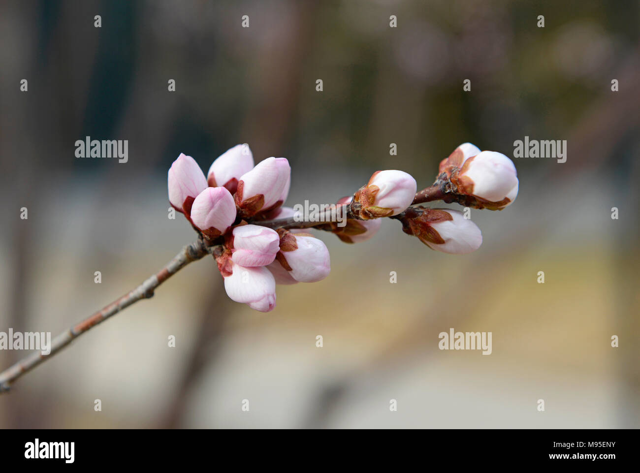 Le gemme di un nuovo impianto di fioritura ciliegio aperto in un impianto  municipale nel quartiere Wangjing, Pechino, Cina Foto stock - Alamy