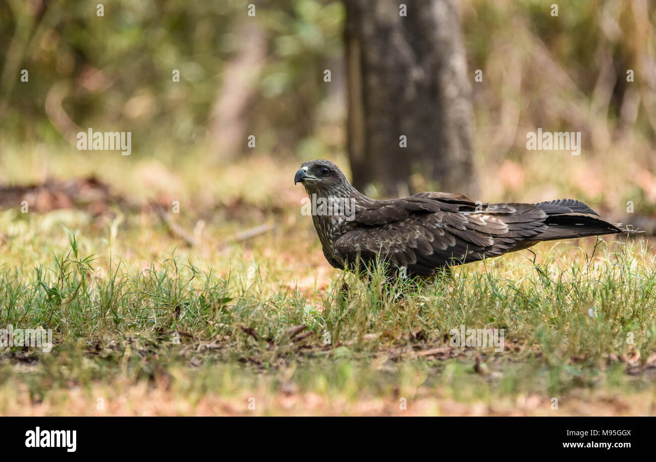 Cervo volante nero Foto Stock