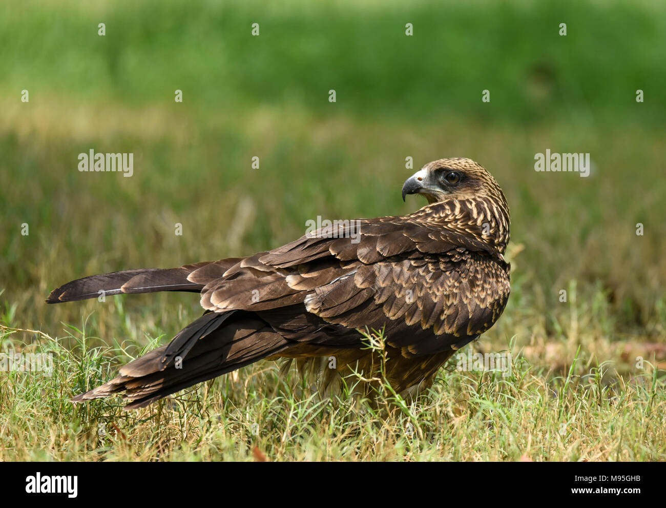 Cervo volante nero Foto Stock
