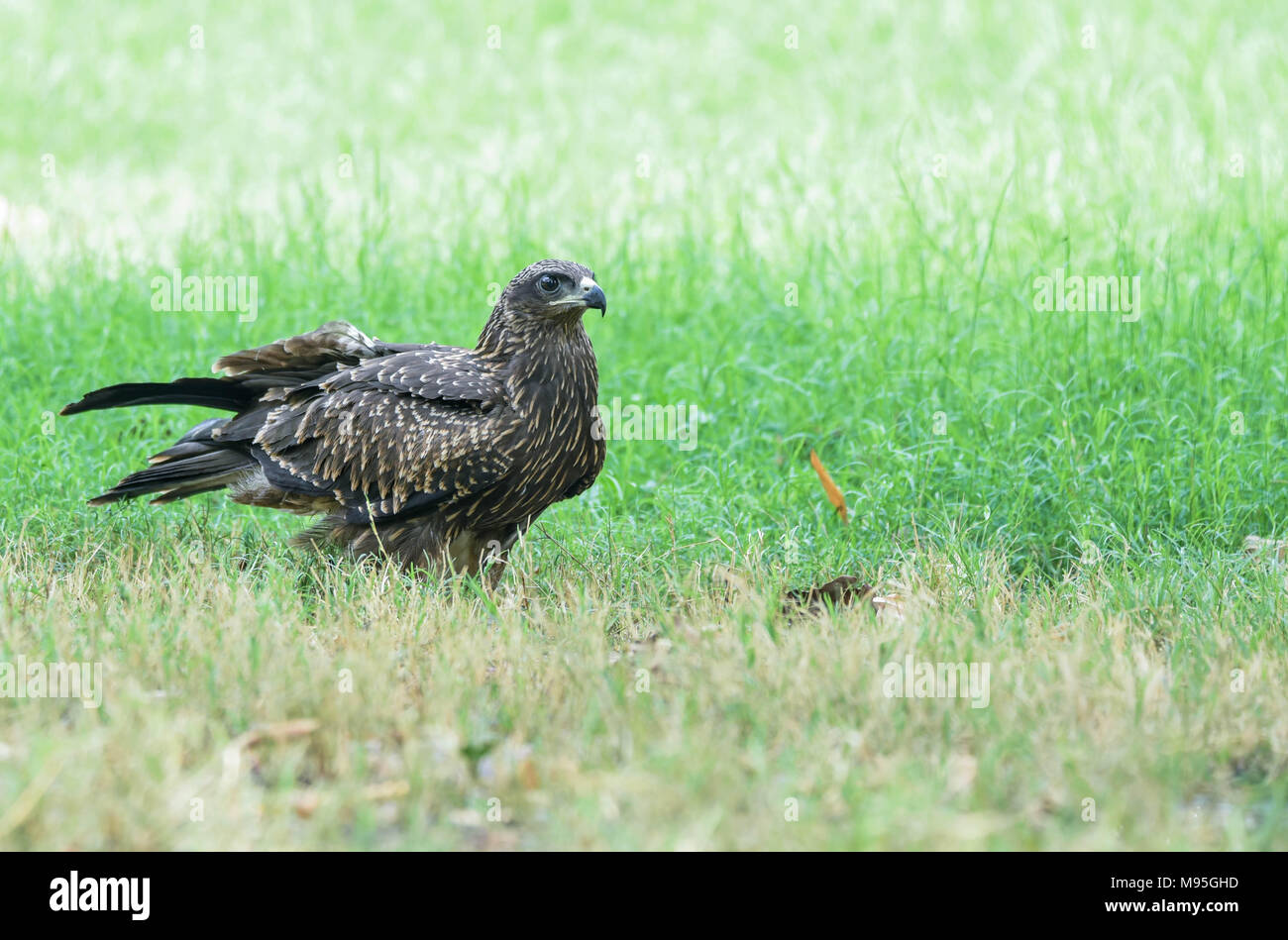 Cervo volante nero Foto Stock