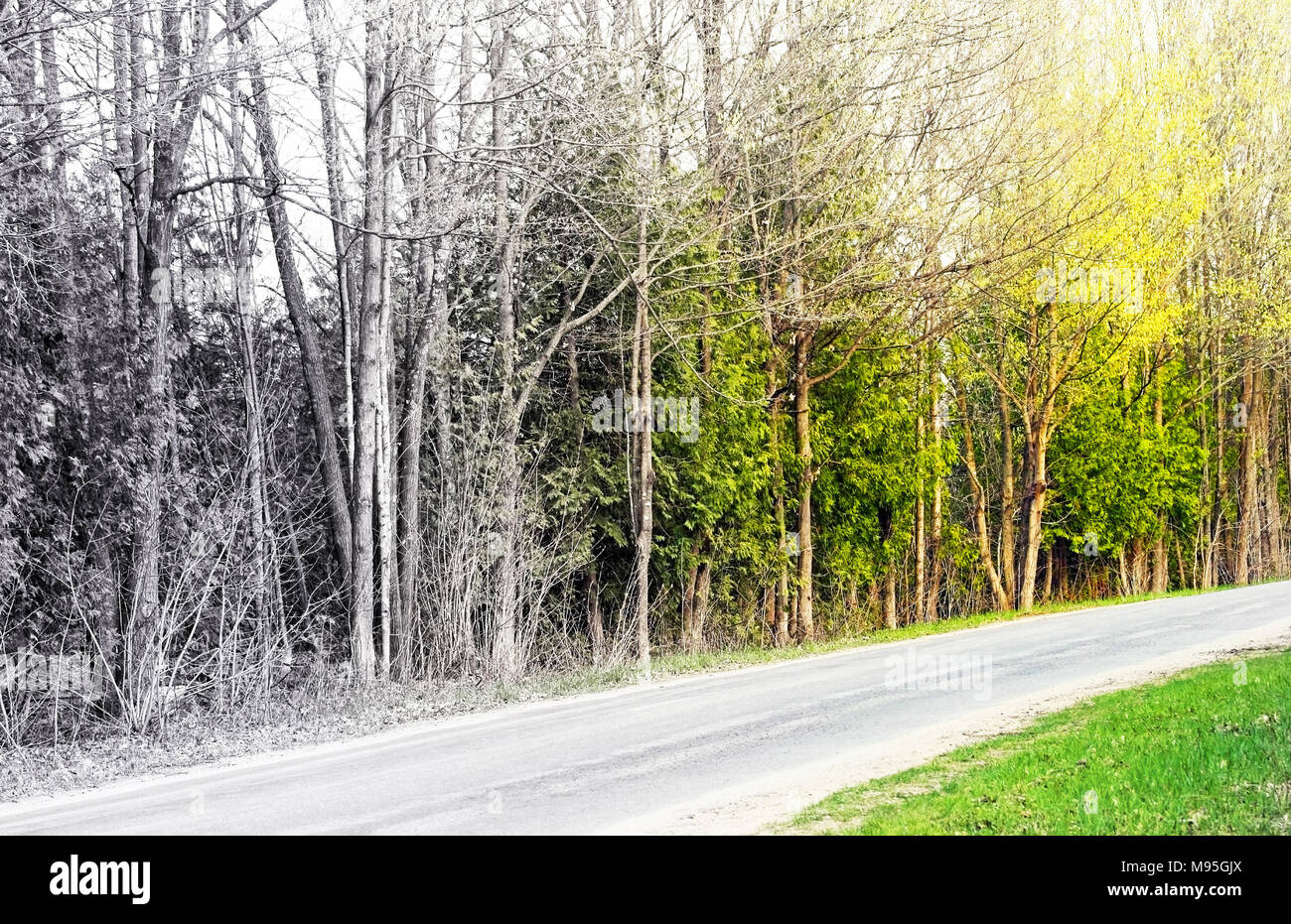 Viale alberato strada di campagna nel tardo autunno a colori che sfumano in bianco e nero Foto Stock