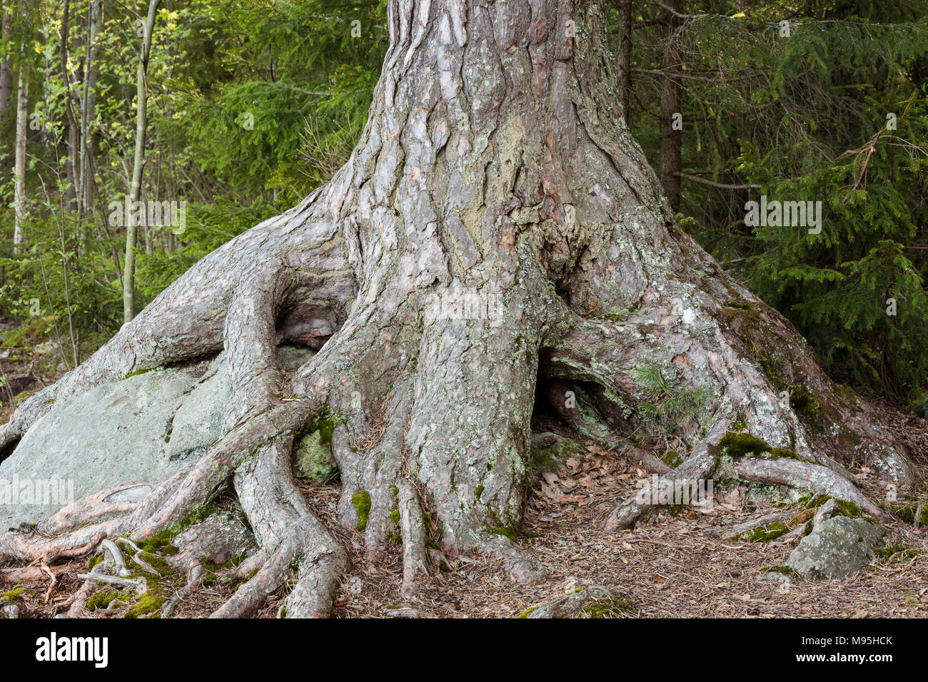 Grande tronco di albero radici in foresta Foto Stock