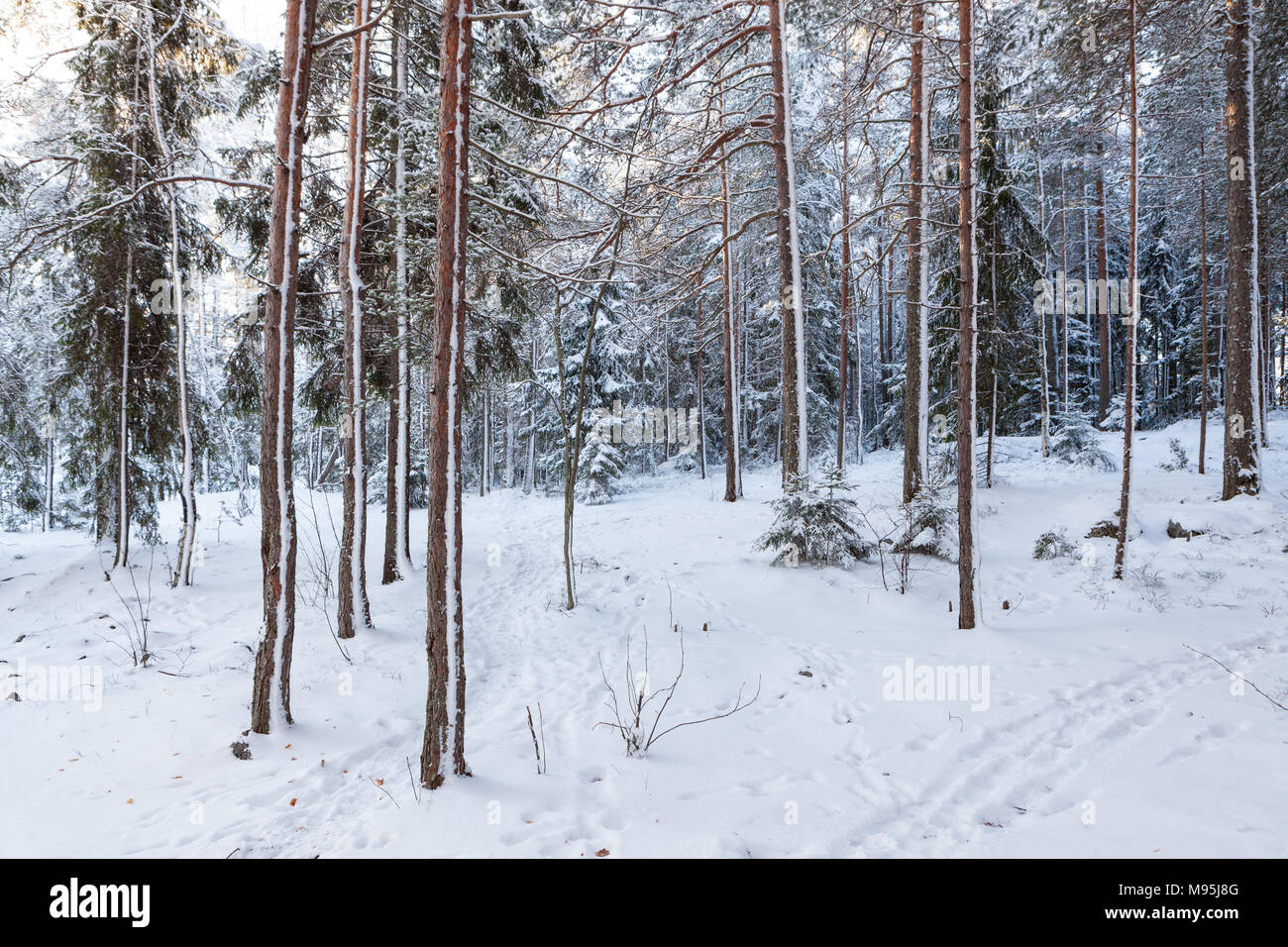 Boschi innevati dopo la bufera di neve Foto Stock