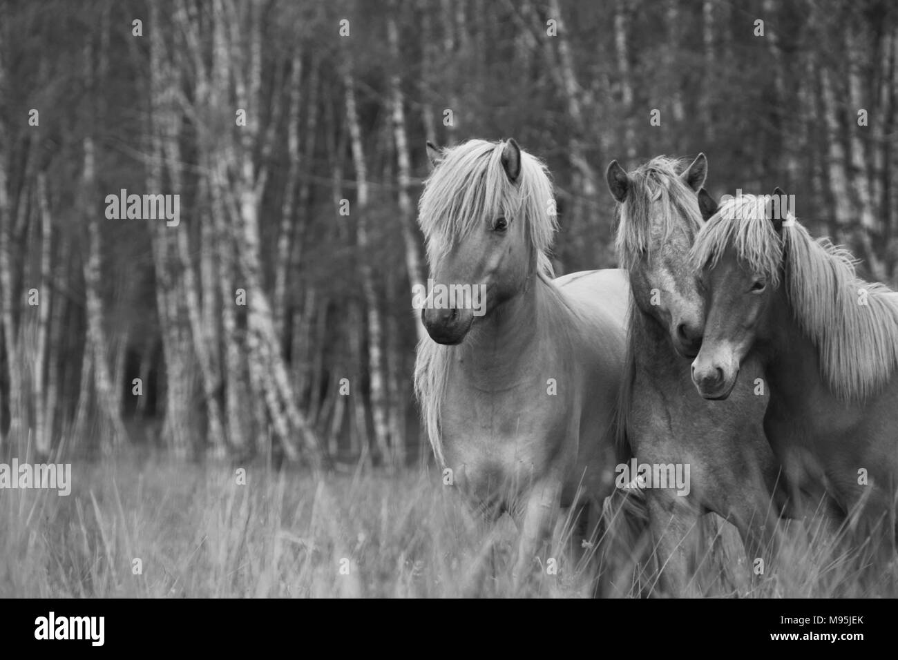 Cavalli islandesi Foto Stock