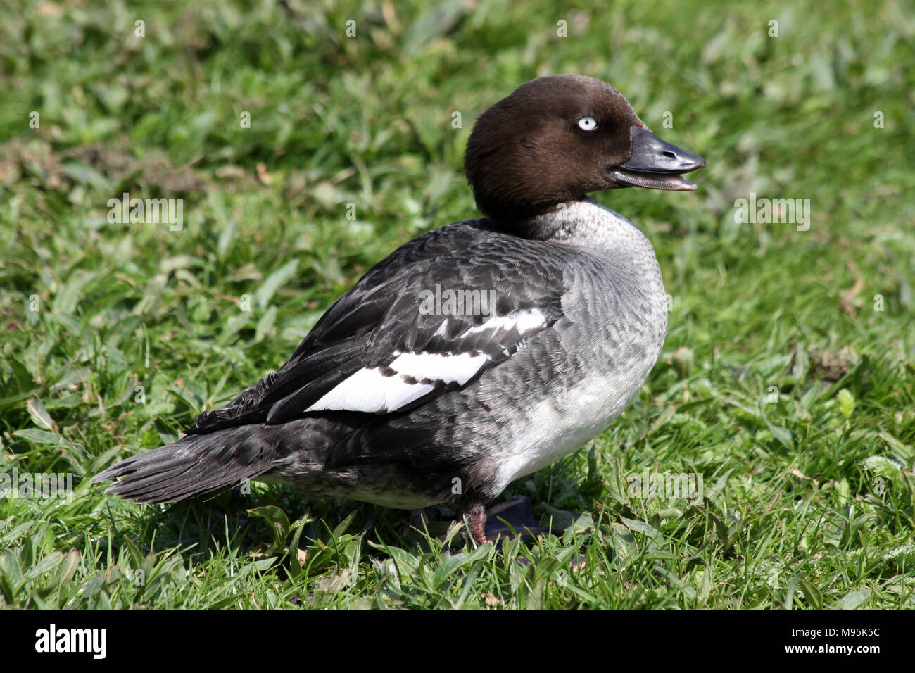 Comune Femmina Goldeneye Bucephala clangula a Martin mera WWT, LANCASHIRE REGNO UNITO Foto Stock