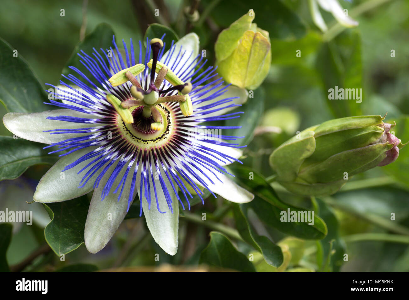 Blue passion flower blossom e bud Foto Stock