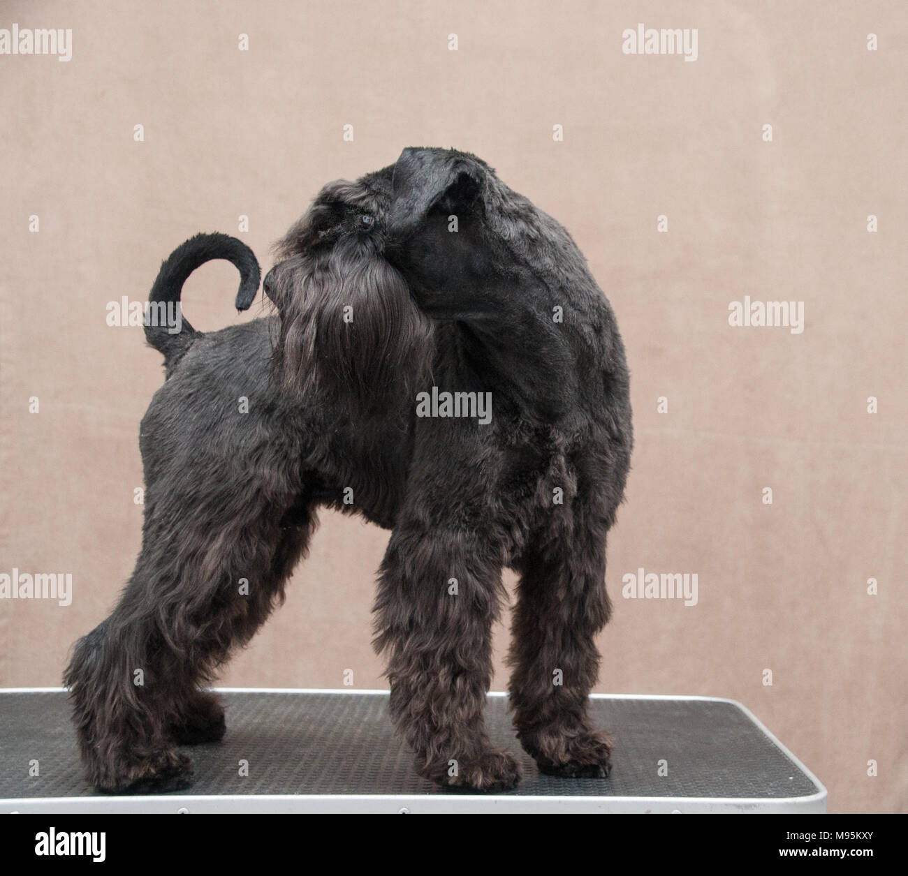 Mini schnauzer ritratto Foto Stock