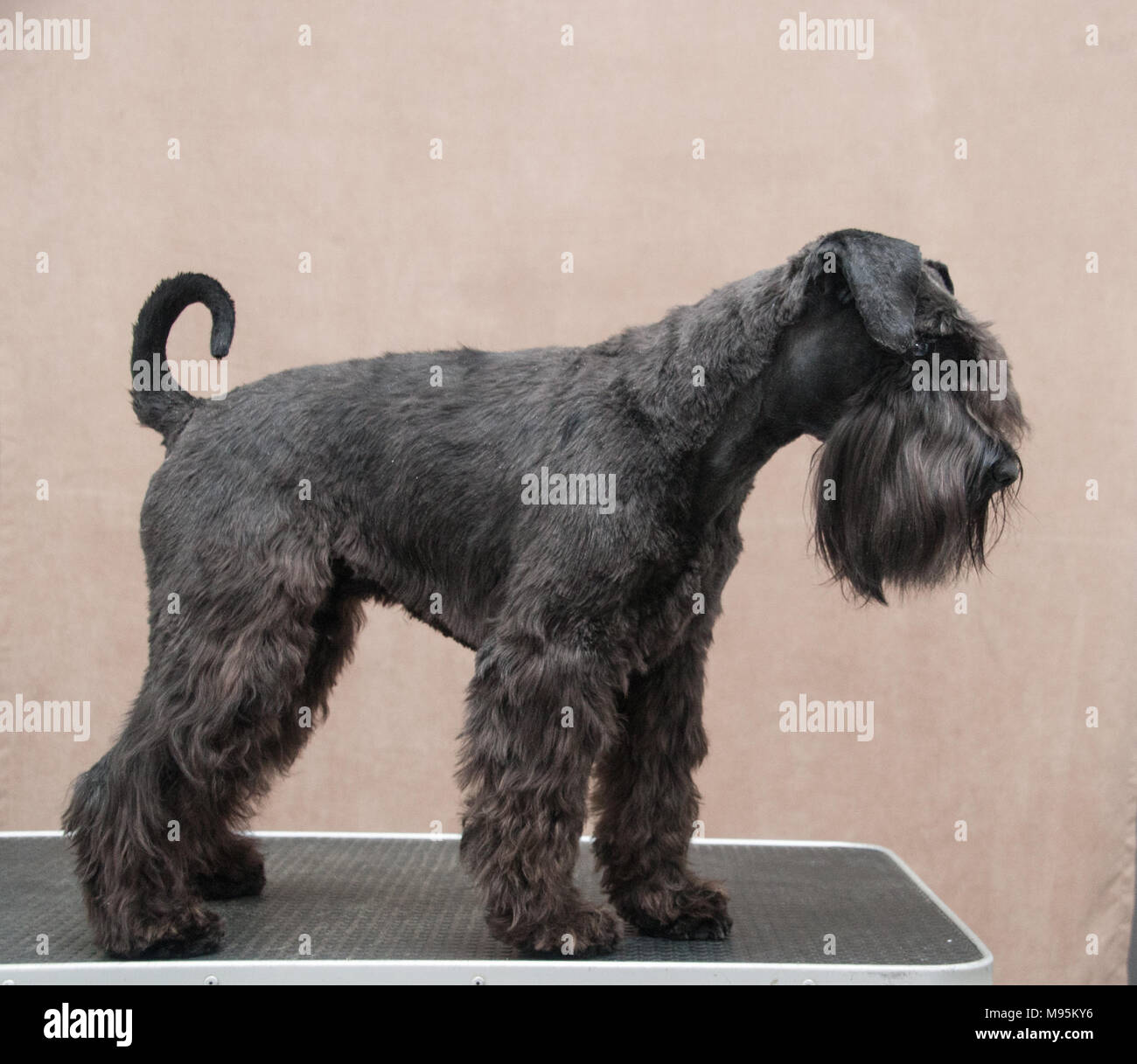 Mini schnauzer ritratto Foto Stock
