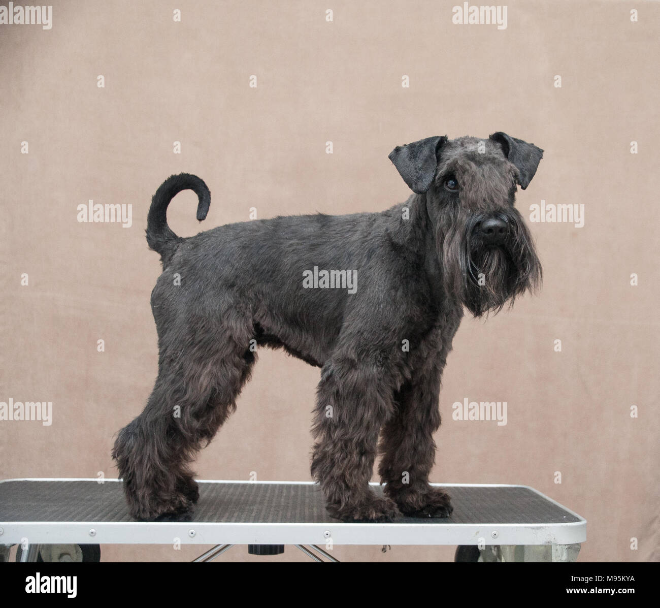 Mini schnauzer ritratto Foto Stock