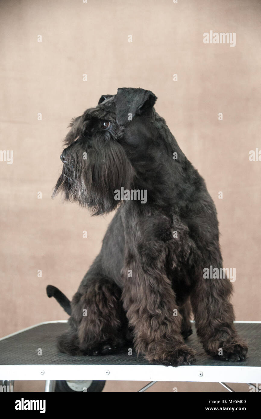 Mini schnauzer ritratto Foto Stock