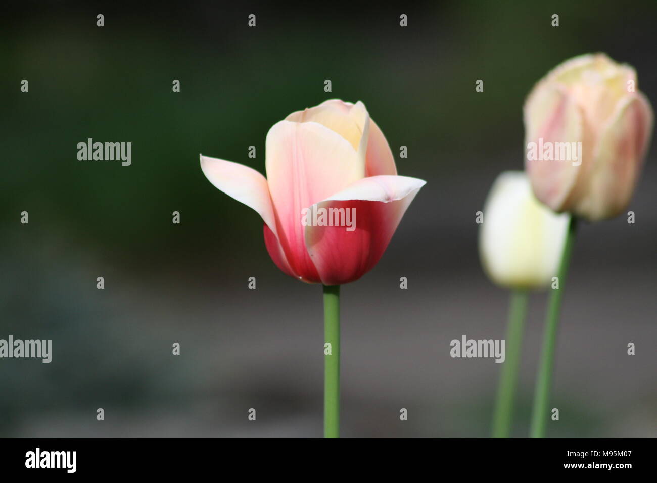 I tulipani in fiore in Quebec Foto Stock