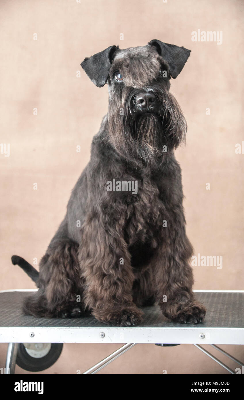 Mini schnauzer ritratto Foto Stock