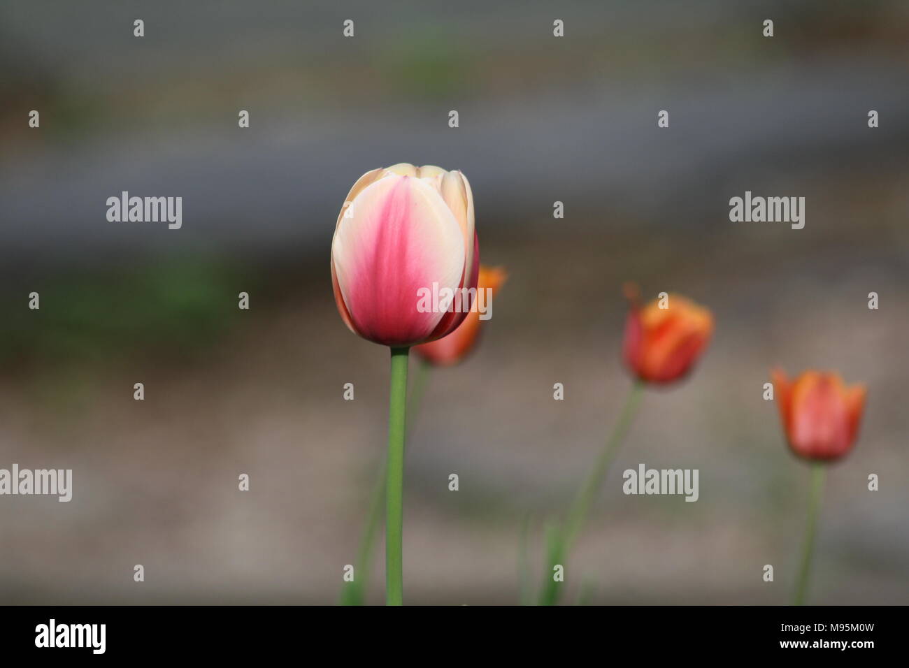 I tulipani in fiore in Quebec Foto Stock