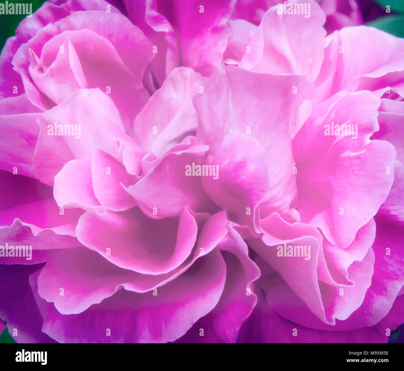 La più bella rosa rossa . In prossimità della parte centrale della rosa. Foto Stock