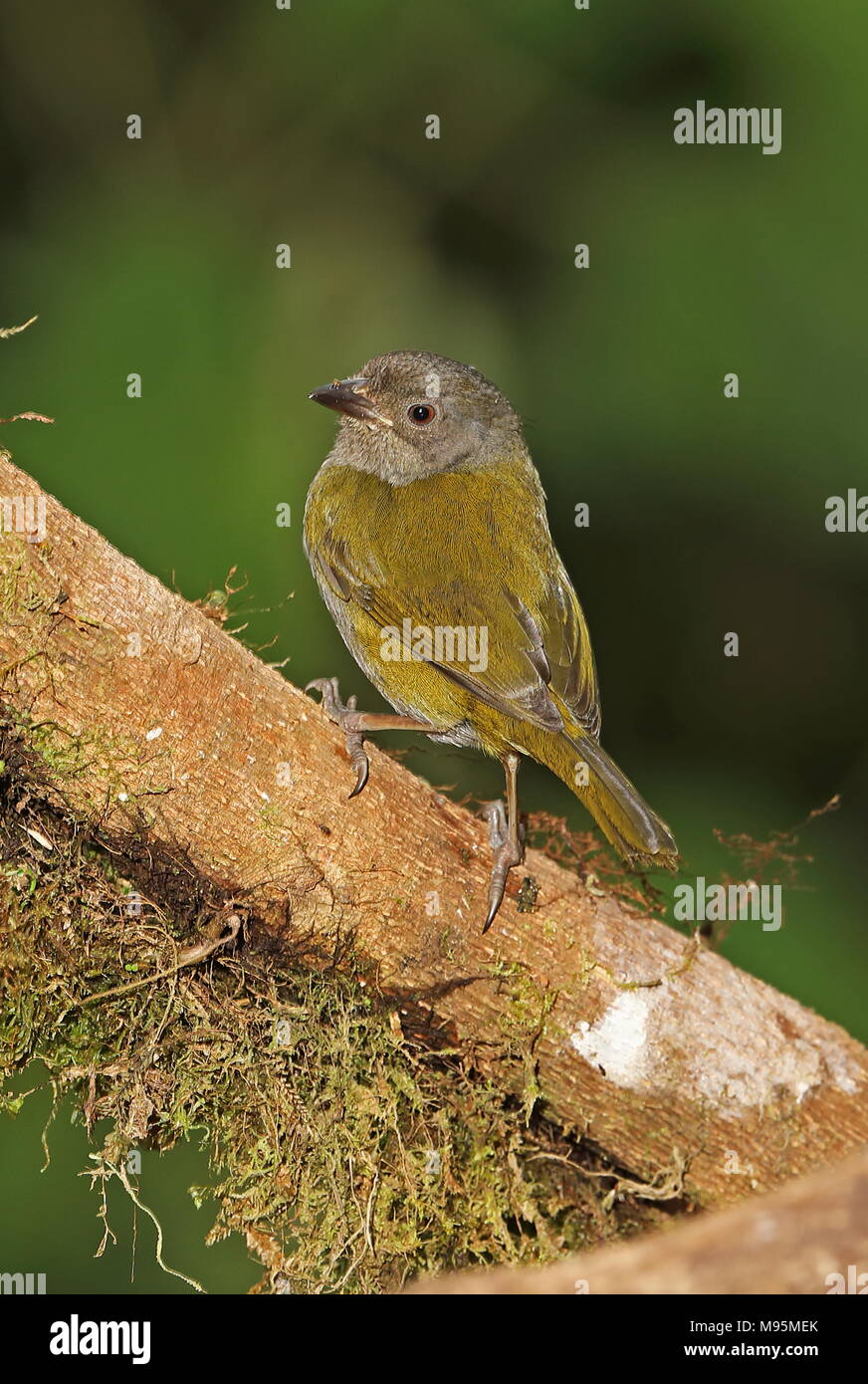 Boccola comuni-tanager (Chlorospingus flavopectus phaeocephalus) adulto appollaiato sul ramo quella di Vinicio birdwatcher House, Nono-Mindo Road, Ecuador Febr Foto Stock