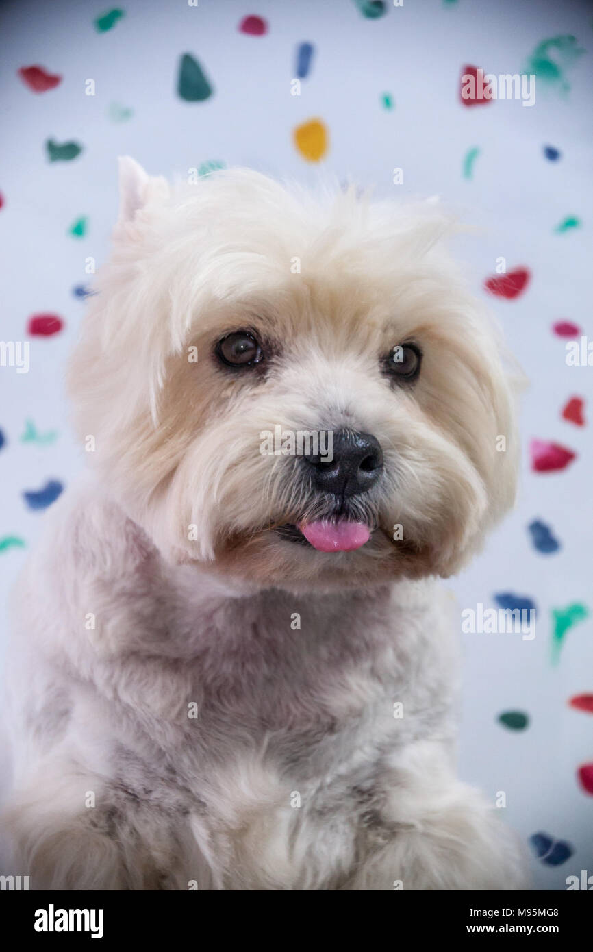 West Highland terrier Foto Stock