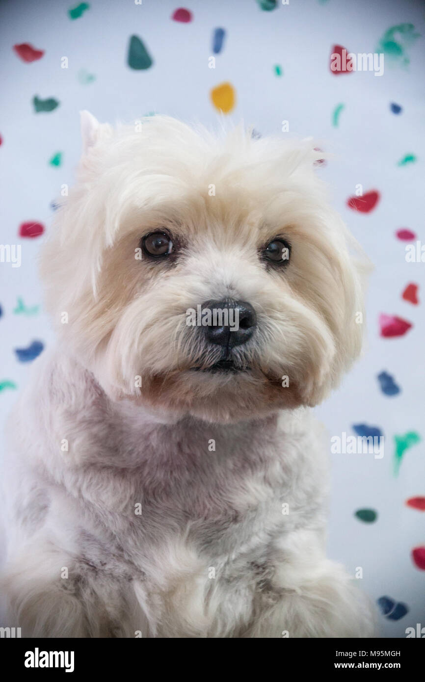 West Highland terrier Foto Stock