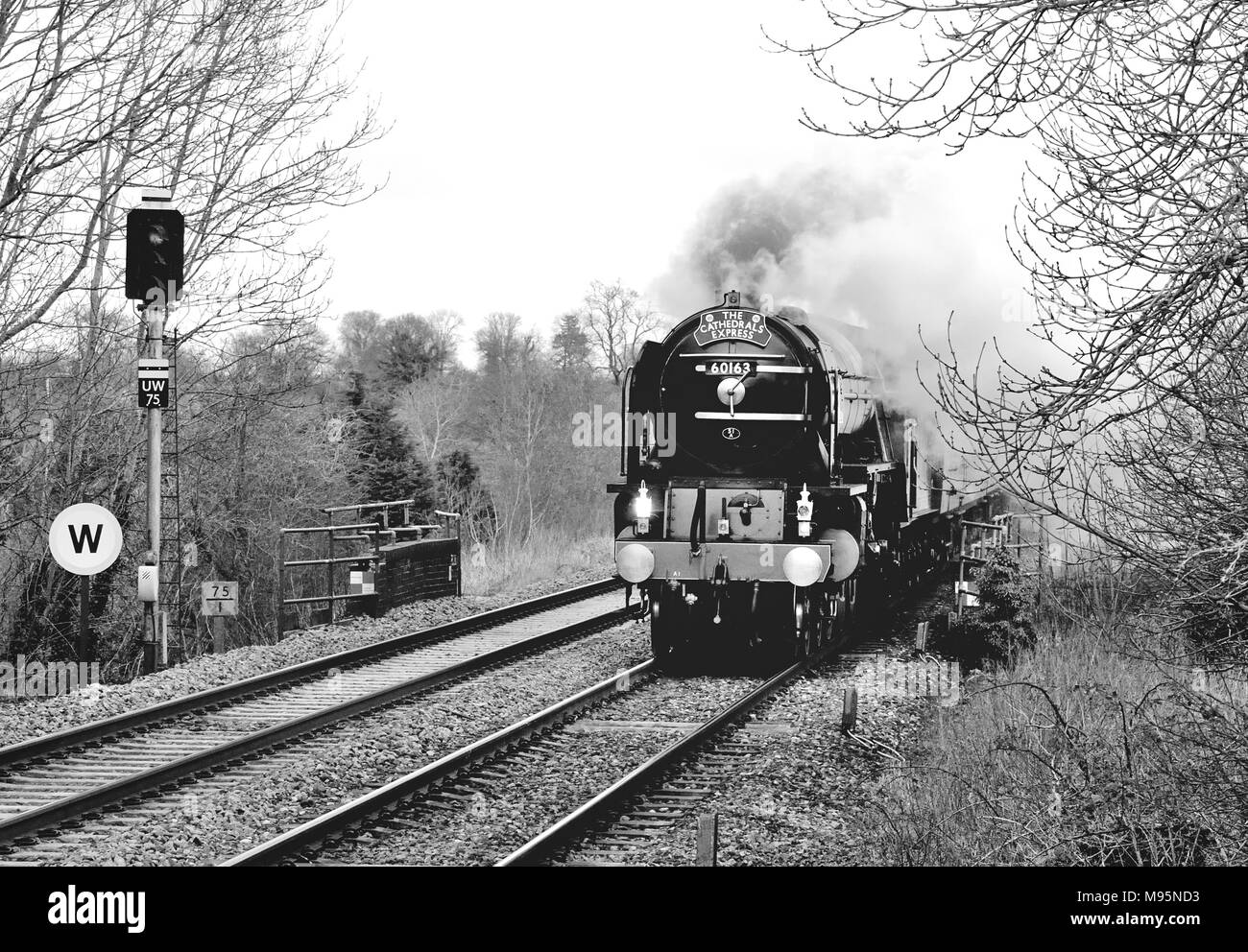 La Cathedrals Express che accelera attraverso Pewsey, trainato dalla classe A1 Pacific No 60163 Tornado. 14th febbraio 2010. Foto Stock