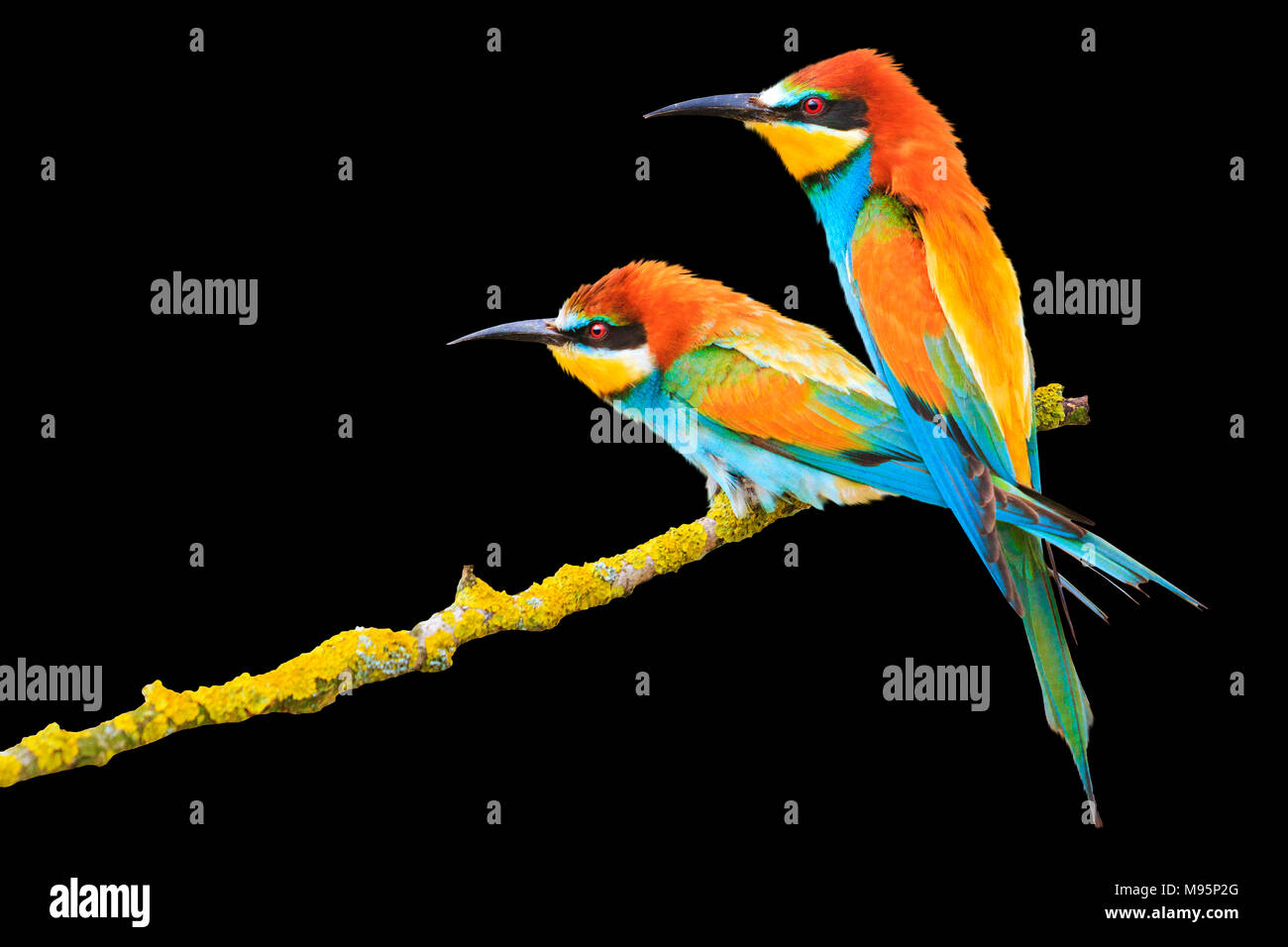 Incredibilmente belli uccelli isolati su uno sfondo bianco, gruccione, uccelli colorati, design e stampa Foto Stock