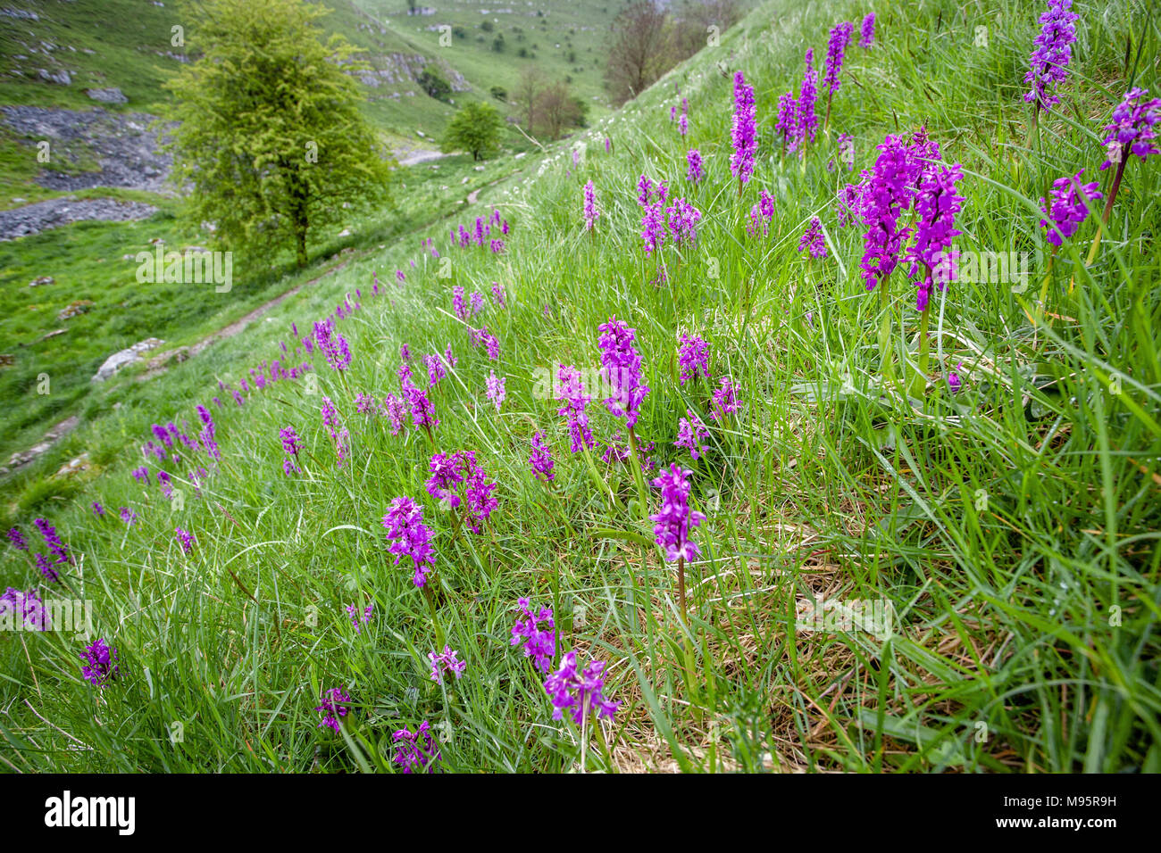 Inizio purple orchid Orchis mascula crescente a profusione in Lathkill superiore Dale vicino Monyash nel Derbyshire Peak District UK Foto Stock