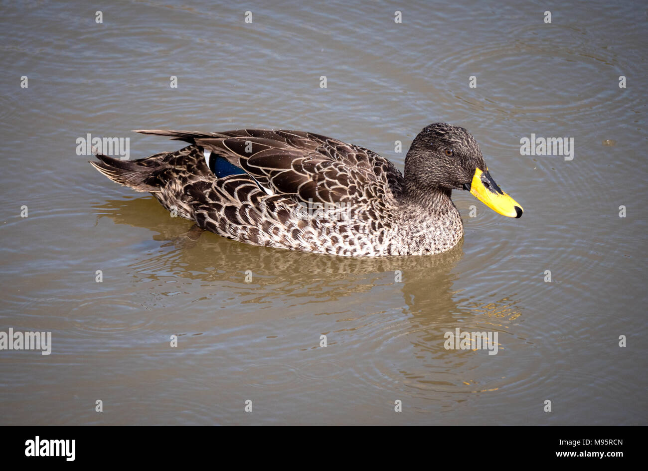Giallo fatturati anatra Anas undulata - un anatra dedicarmi nativa per sub Sharan Africa - visto qui a Slimbridge GLOUCESTERSHIRE REGNO UNITO Foto Stock