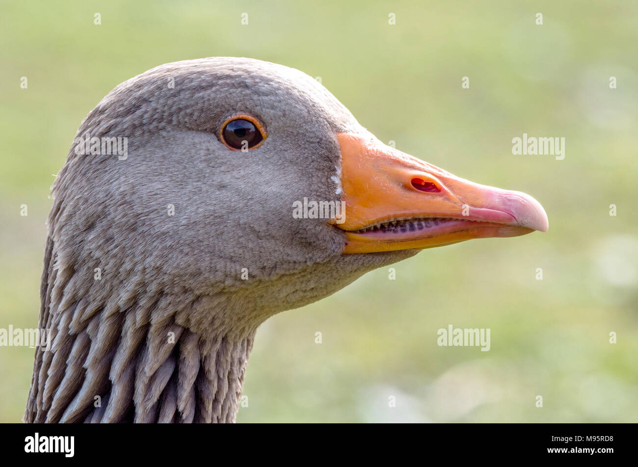 Ritratto di testa di oca graylag Anser anser con caratteristica "" dentato bill a Slimbridge Wildfowl and Wetlands Centre GLOUCESTERSHIRE REGNO UNITO Foto Stock