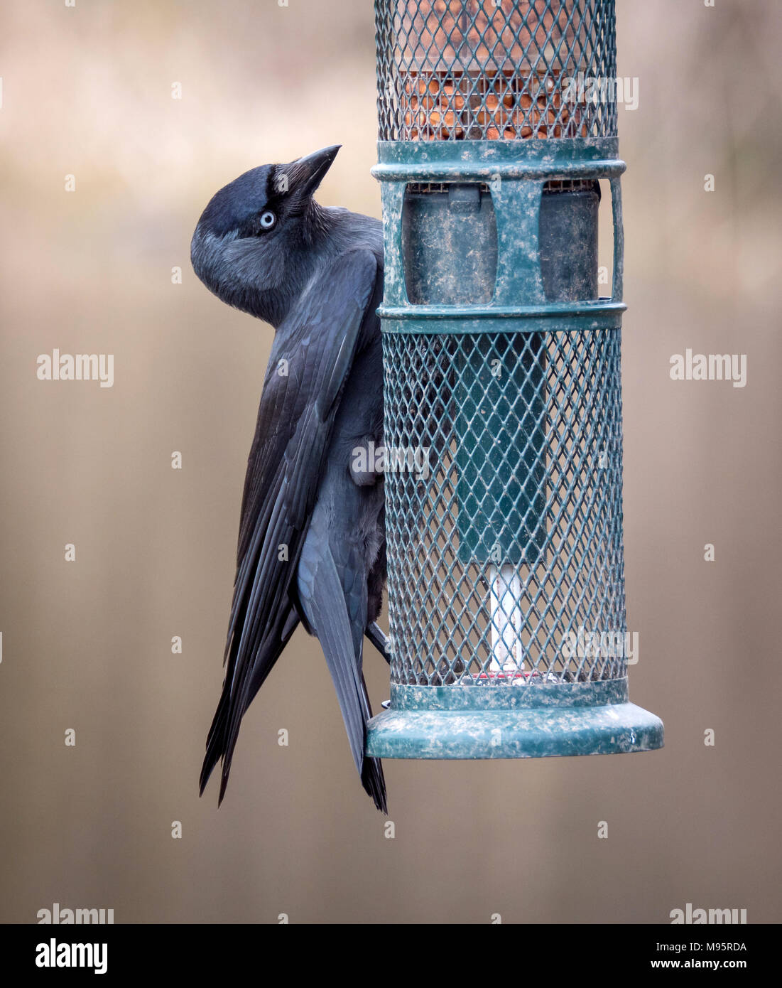 Taccola Corvus monedula saccheggiare un piccolo giardino bird feeder - GLOUCESTERSHIRE REGNO UNITO Foto Stock