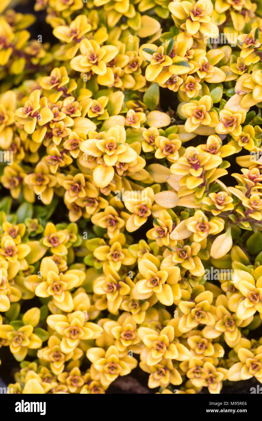 Ricca in oro giallo e rosso fogliame del piccolo spunto al profumo di limone Timo, Timo pulegloides 'Bertram Anderson' Foto Stock