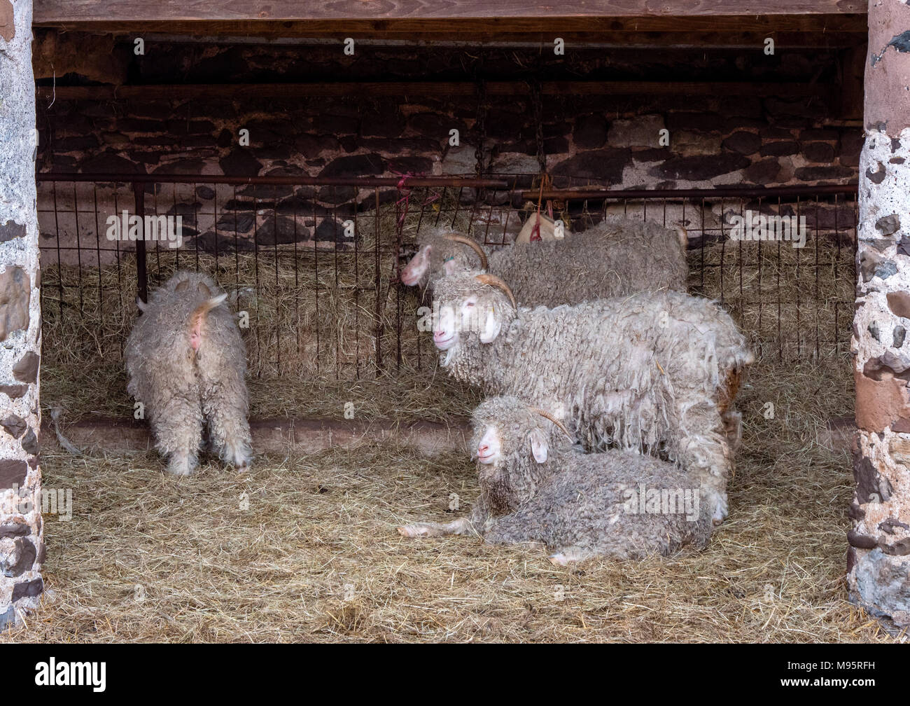 Capre Angora nel loro mohair cappotti in un capanno vicino a Porlock nel Somerset REGNO UNITO Foto Stock
