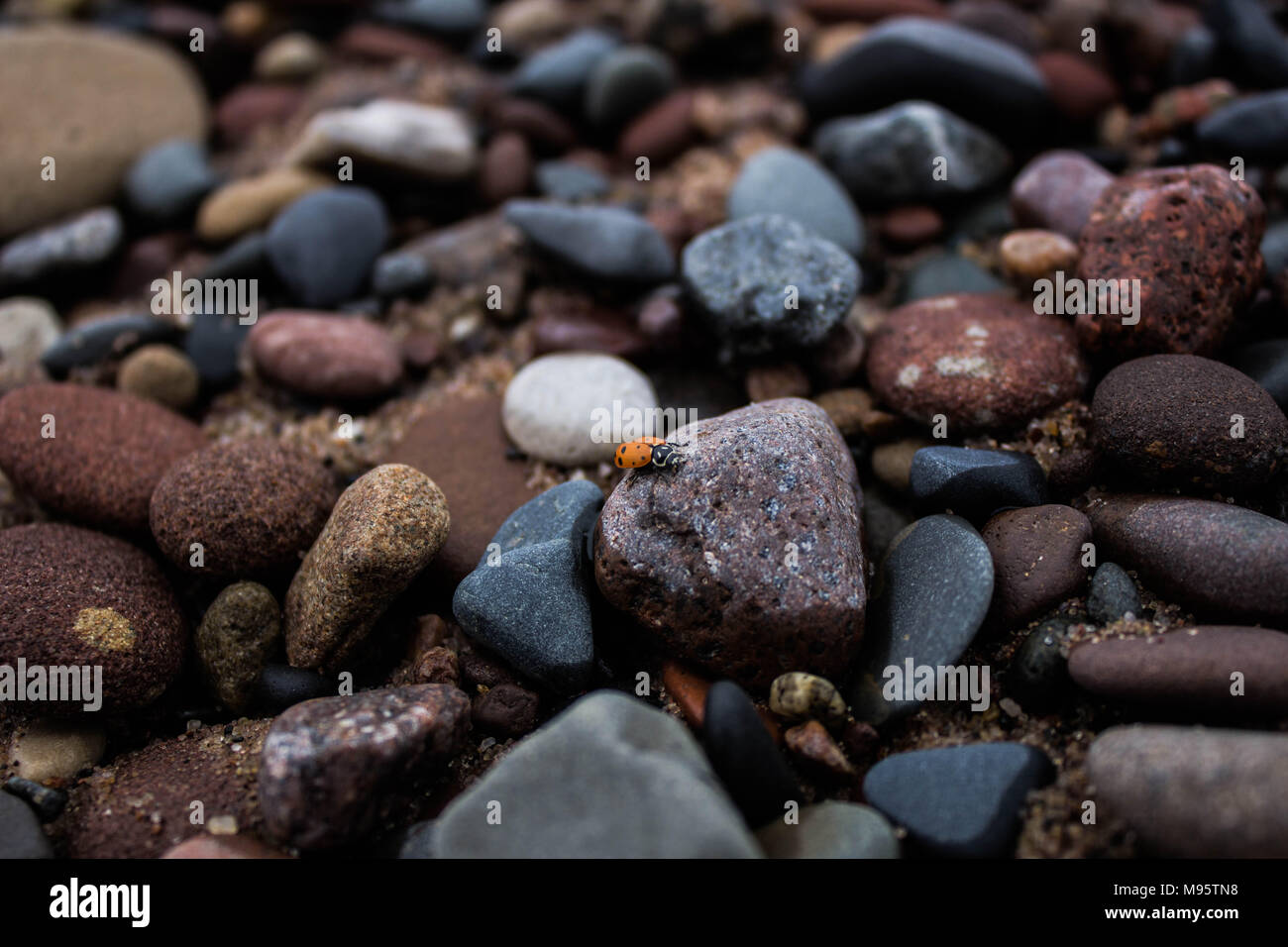 Lady bug sulla riva del lago Superior - Minnesota Foto Stock