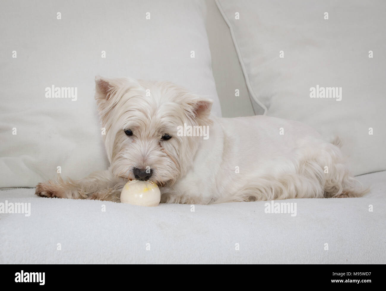 West Highland White Terrier razza. Carino e giocoso cane, mostro peloso, incantevole Foto Stock