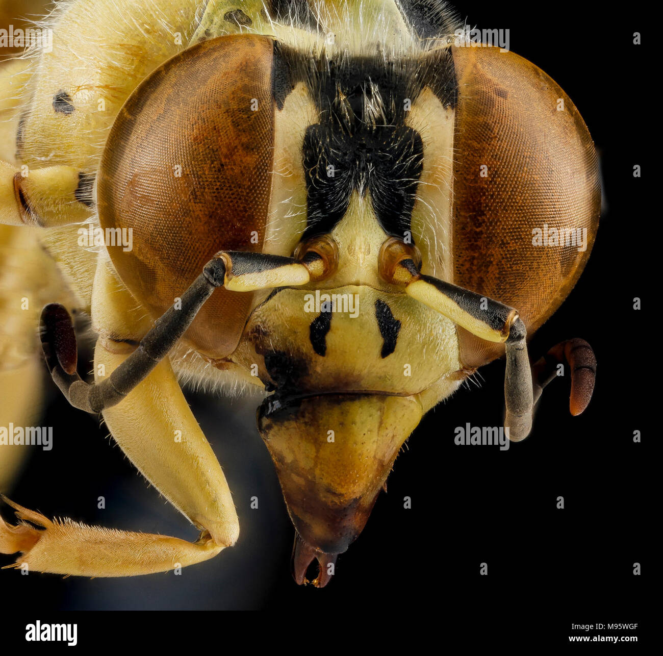 Sabbia wasp, F, viso, Guantanamo Bay Foto Stock