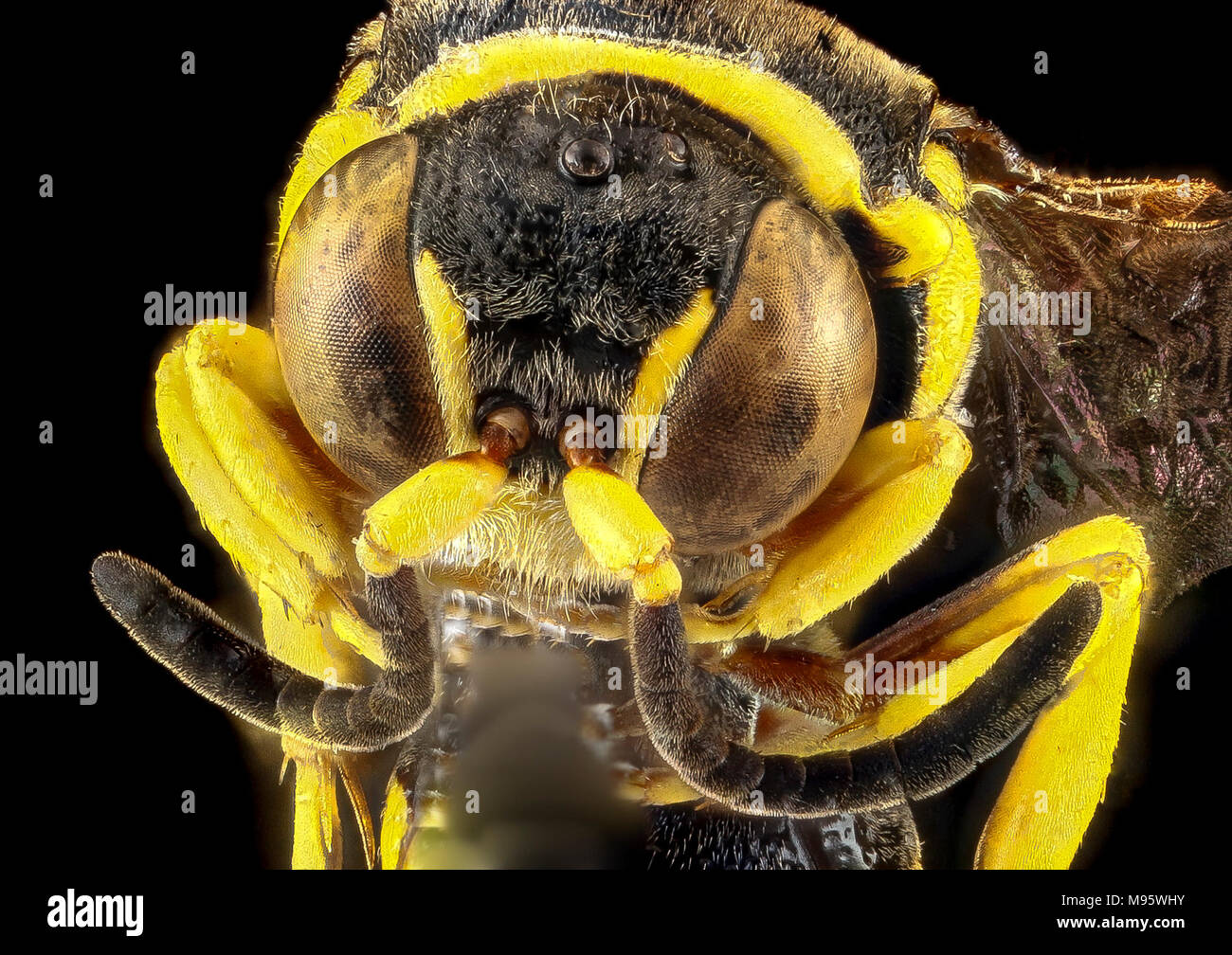 Hoplisoides xerophilus, U, viso, Cuba Foto Stock