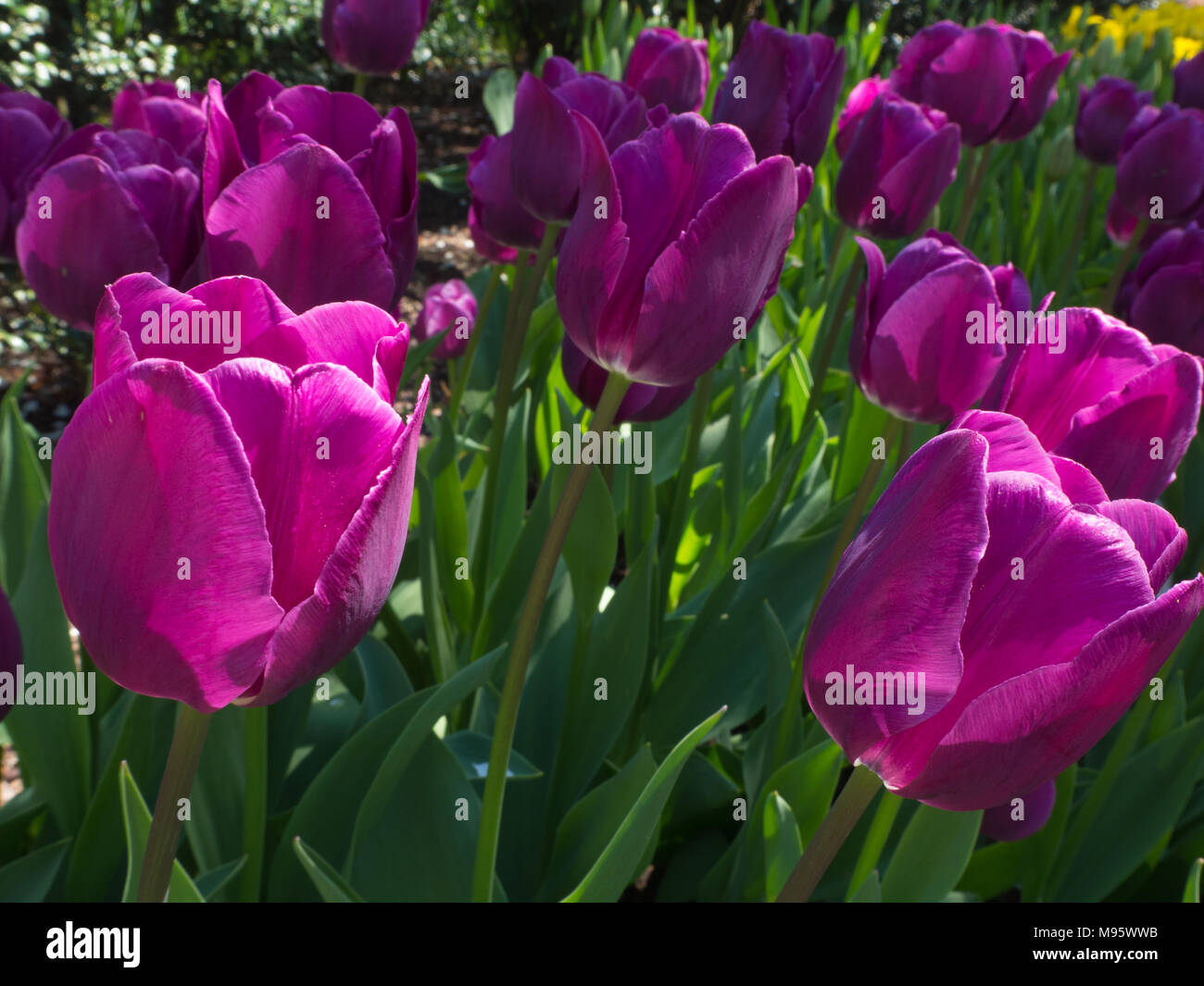 Sole splende sul magenta tulipani nel giardino Foto Stock