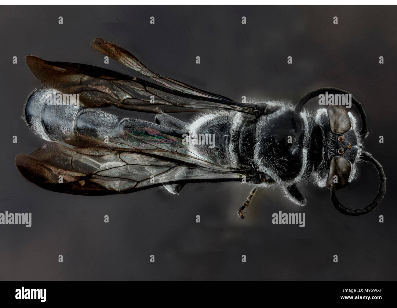 Trypoxylon subimpressum, F, posteriore1, Guantanamo Bay Foto Stock