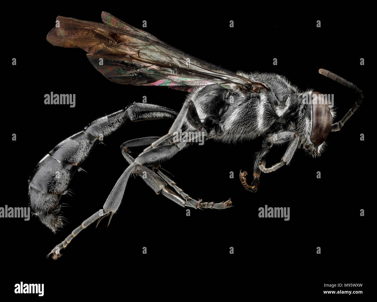 Trypoxylon subimpressum, F, laterale Guantanamo Bay Foto Stock