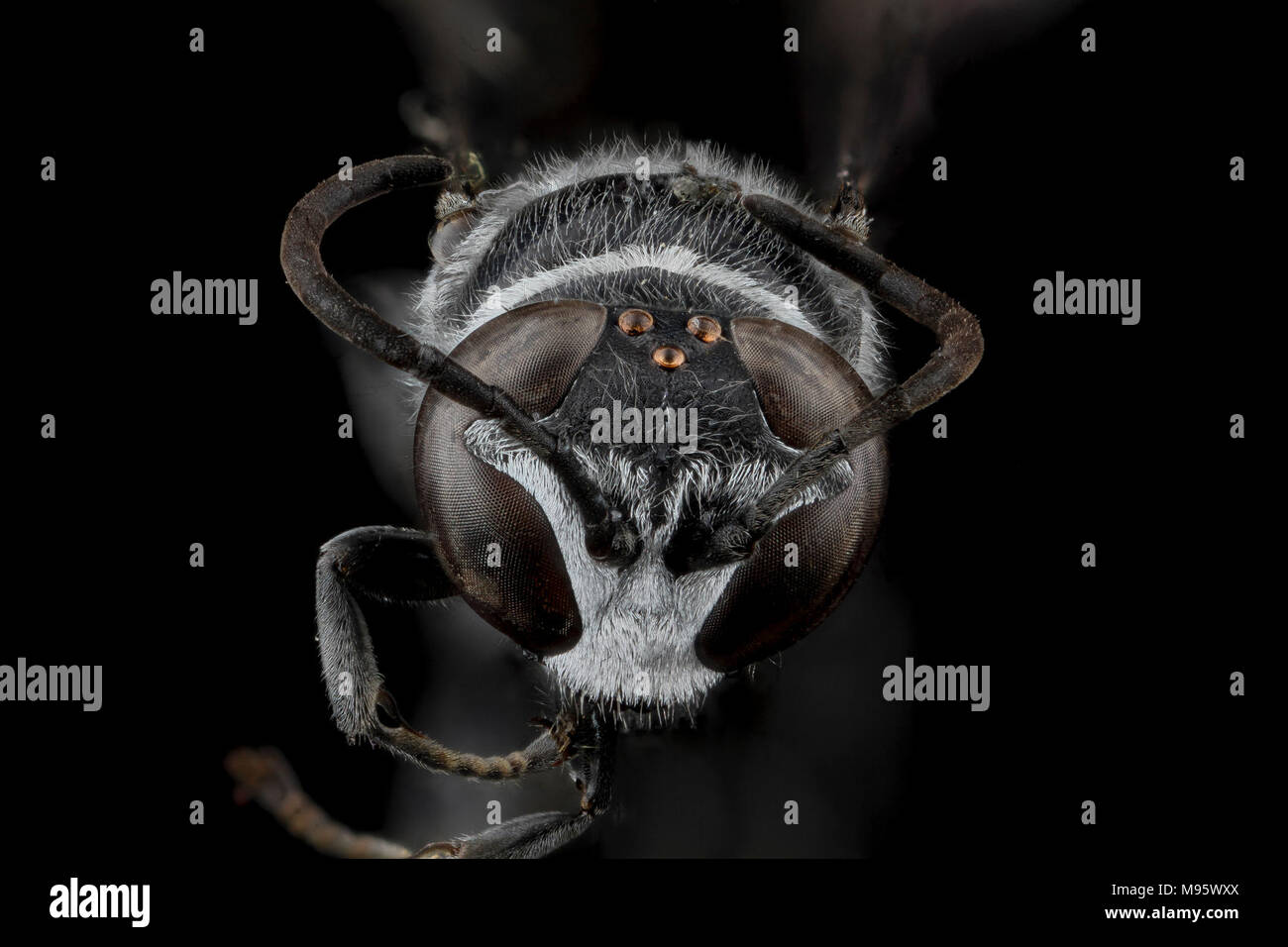 Trypoxylon subimpressum, F, viso, Guantanamo Bay Foto Stock