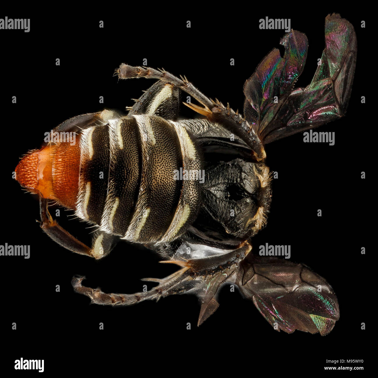 Analis Oxybelus, femmina, posteriore2, Guantánamo Bay a Cuba Foto Stock
