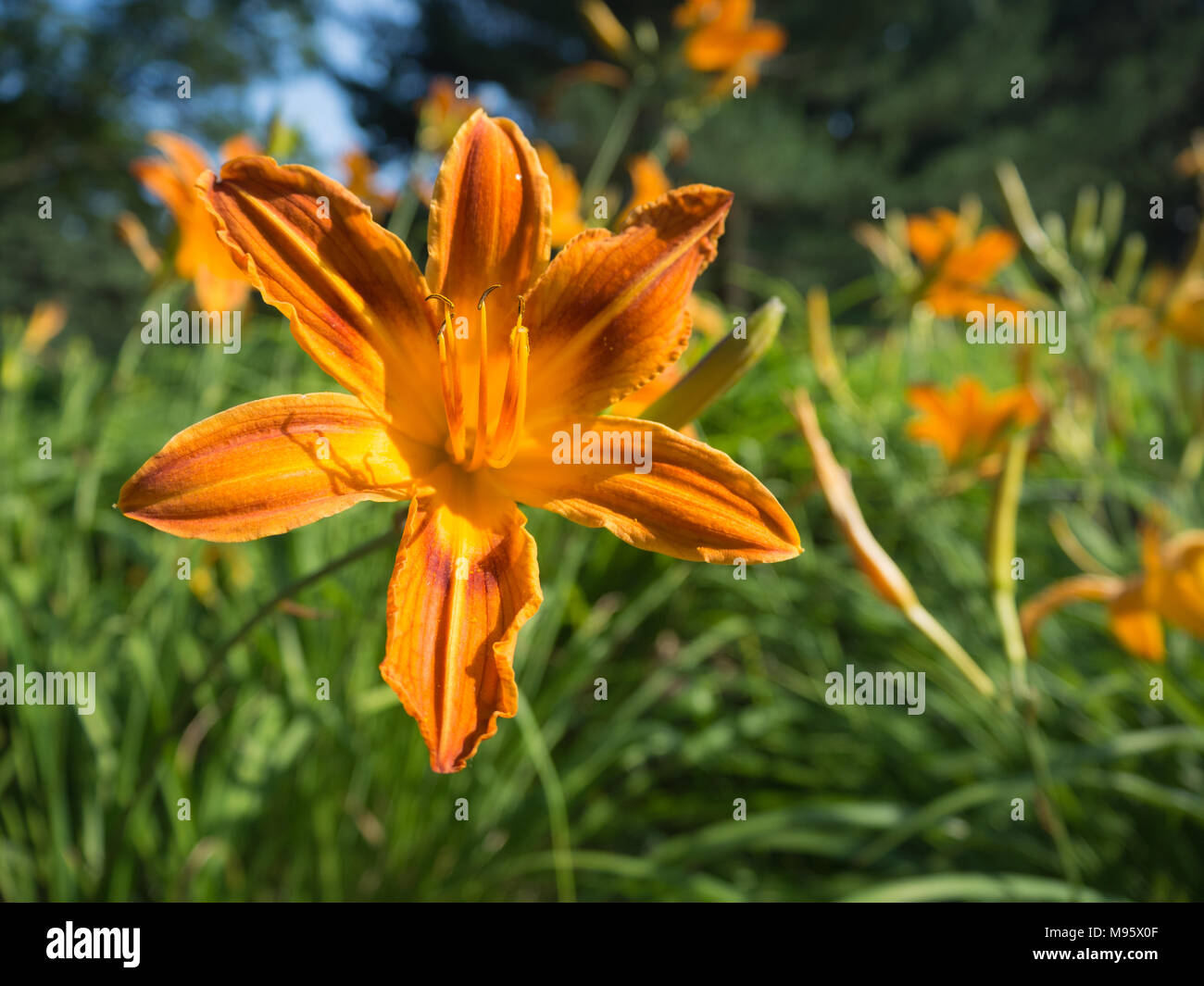 Giardino dei Gigli di sfumature di arancione in estate in fiore nel Brooklyn Botanical Garden Foto Stock