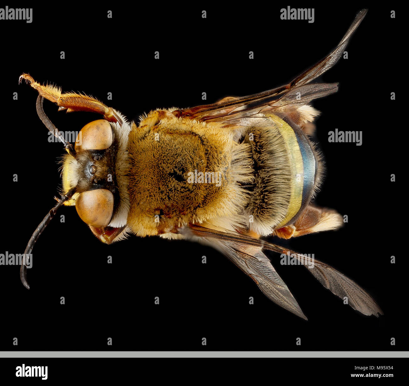 Centris fasciata, maschio, top 2 Foto Stock