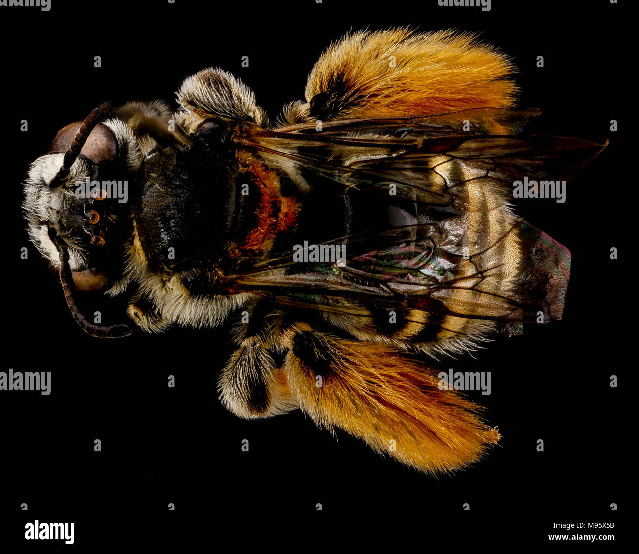 Exomalopsis similis, femmina, indietro Foto Stock