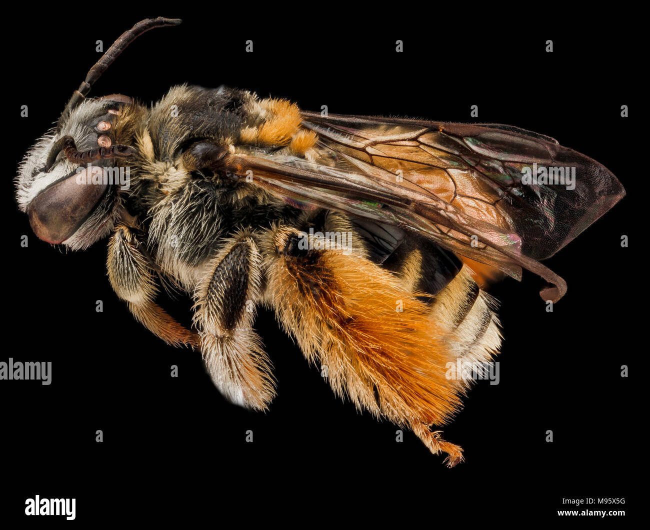 Exomalopsis similis, femmina, laterale Foto Stock