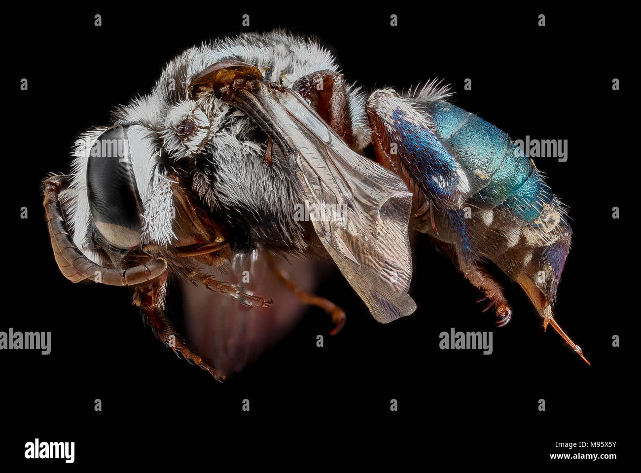 Mesoplia azurea, femmina, laterale Foto Stock