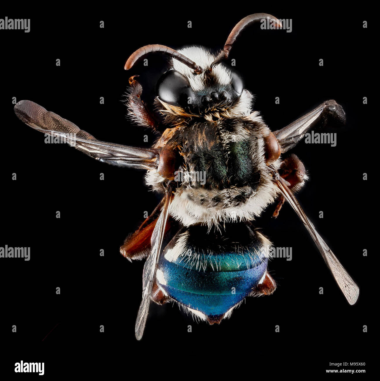 Mesoplia azurea, maschio, indietro Foto Stock