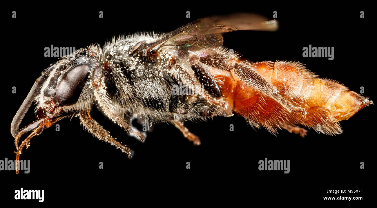 Brachynomada grindeliae, F, a lato Sud Dakota, Jackson County Foto Stock